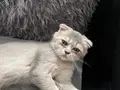 Scottish fold yavrumuz