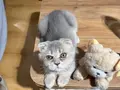 Scottish fold yavrumuz