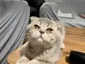 Scottish fold yavrumuz