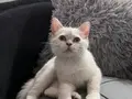 Scottish fold yavrumuz