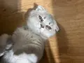 Scottish fold yavrumuz