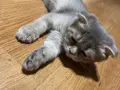 Scottish fold yavrumuz