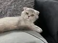 Scottish fold yavrumuz