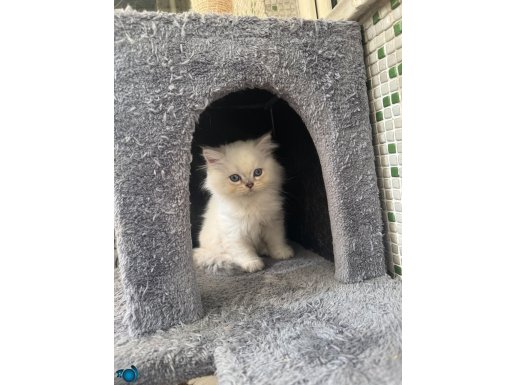 Teslime Hazır Maviş Gözlü Bayram Şekerleri