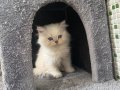 Teslime Hazır Maviş Gözlü Bayram Şekerleri