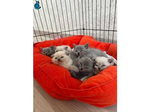 Safkanlar Kedi Evi olarak hizmet vermekteyiz yavrular A KLT
