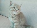 2 aylık dişi british blue golden