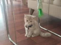 2 aylık dişi british blue golden