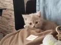 2 aylık dişi british blue golden