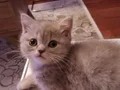 2 aylık dişi british blue golden