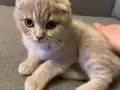 Kehribar Bakışlı Safkan Scottish Fold