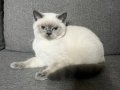 British Shorthair Blue Point Maviş Gözlü