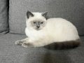 British Shorthair Blue Point Maviş Gözlü