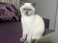 British Shorthair Blue Point Maviş Gözlü