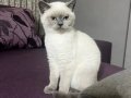 British Shorthair Blue Point Maviş Gözlü