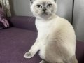 British Shorthair Blue Point Maviş Gözlü