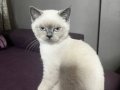 British Shorthair Blue Point Maviş Gözlü