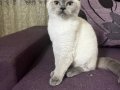 British Shorthair Blue Point Maviş Gözlü