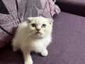 Anne Altından Safkan Scottish Fold 