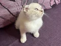 Anne Altından Safkan Scottish Fold 