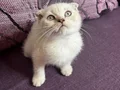 Anne Altından Safkan Scottish Fold 