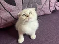 Anne Altından Safkan Scottish Fold 