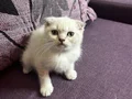 Anne Altından Safkan Scottish Fold 