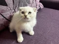 Anne Altından Safkan Scottish Fold 