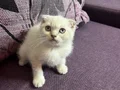 Anne Altından Safkan Scottish Fold 