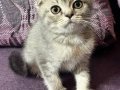 Anne Altından Safkan Scottish Fold