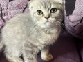 Anne Altından Safkan Scottish Fold