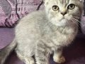 Anne Altından Safkan Scottish Fold