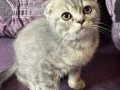 Anne Altından Safkan Scottish Fold