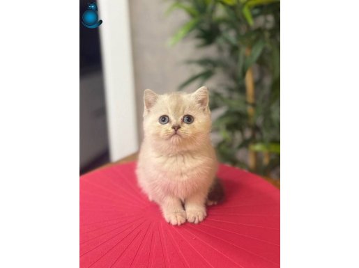 BRITISH SHORTHAİR SILVER YAVRULARIM 