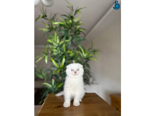 EŞSİZ YÜZ HATTINA SAHİP SCOTTISH FOLD YAVRULARIM