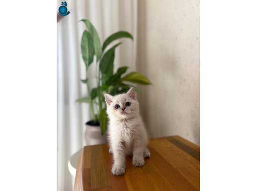 BRITISH SHORTHAİR SILVER YAVRULARIM 