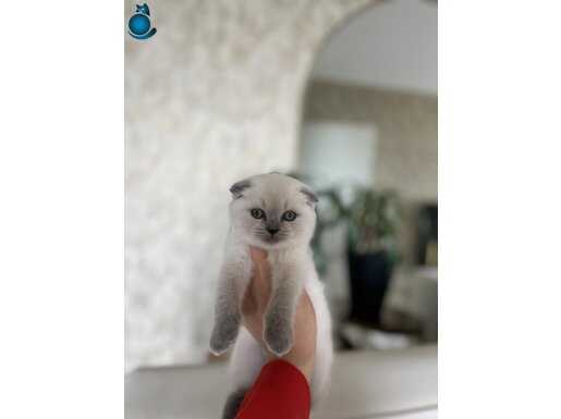SCOTTISH FOLD BLUE POİNT YAVRULARIM 