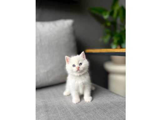 BİBLO BRITISH SHORTHAİR MASMAVİ GÖZLERE SAHİP YAVRULARIM