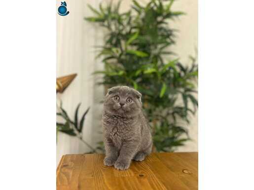 GRİ AYI SURAT SCOTTISH FOLD YAVRULARIM 