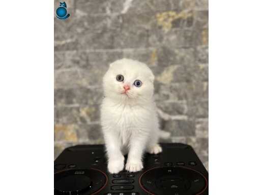 BURSANIN EN SEÇKİN SCOTTISH FOLD YAVRULARI