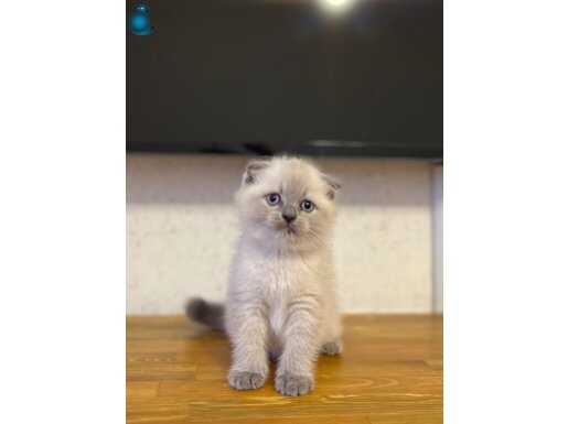 MASMAVİ GÖZLERE SAHİP SCOTTISH FOLD BLUE POİNT YAVRULARIM