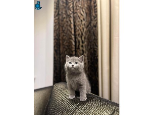 IRK GARANTİLİ BRITISH SHORTHAİR YAVRULAR