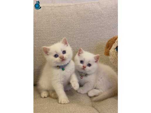 BRITISH SHORTHAİR EMSALSİZ GÜZELLİKTE YAVRULARIM 