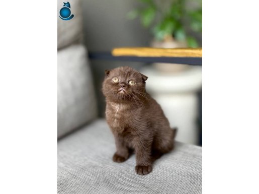 SCOTTISH FOLD CİNNAMON YAVRUM