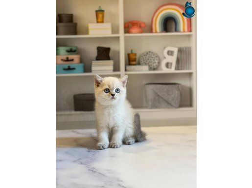 BRITISH SHORTHAİR SILVER POİNT YAVRULARIM 