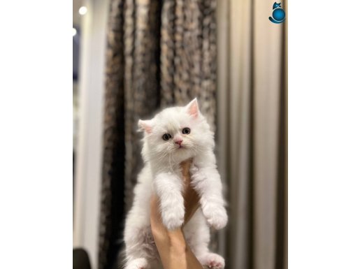 BEMBEYAZ TÜYLERE SAHİP BRITISH LONGHAIR YAVRULARIM 