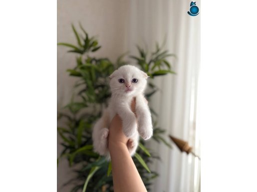 DÜNYA TATLISI SCOTTISH FOLD YAVRULARIMIZ