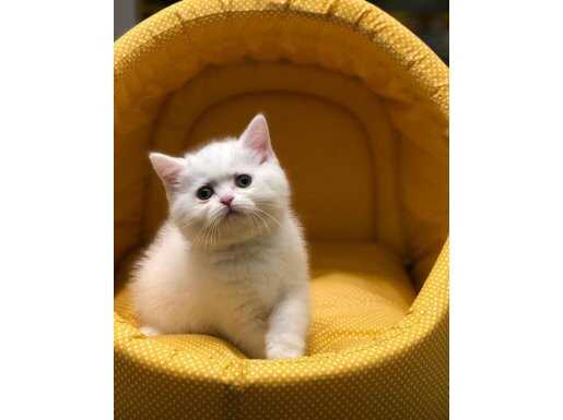 Ayı Surat Top Kafa British Shorthair Yavrularım