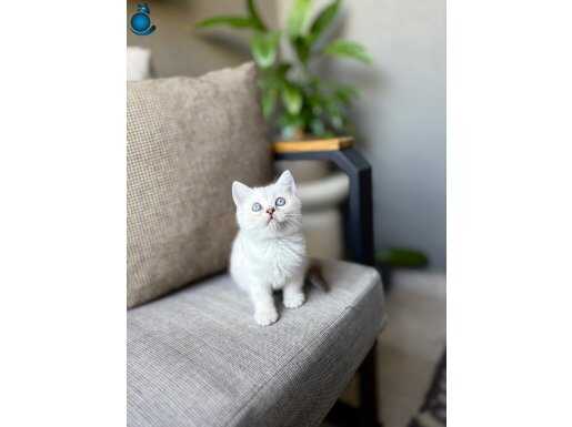 MASMAVİ GÖZLERE SAHİP BRİTİSH SHORTHAİR SILVER YAVRULARIM 