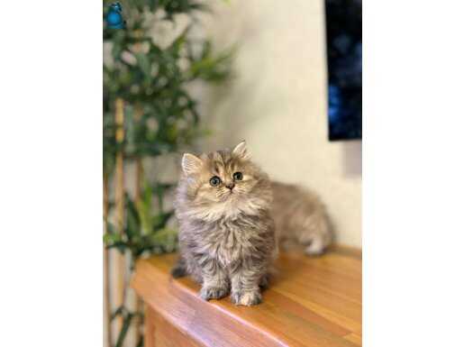 ÖZEL RENK GOLDEN BRITISH LONGHAIR YAVRULARIM